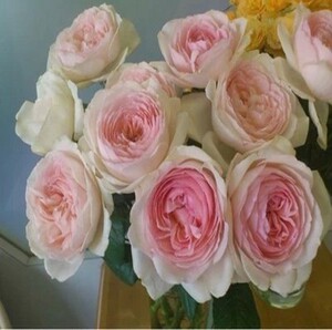 伊芙心愿 许愿之心 伊芙系列月季阳台浓香玫瑰花苗盆栽浓香大花