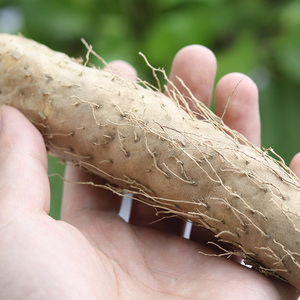 3斤广东正宗潮汕特产潮阳姜薯甜汤姜茨小淮山毛山药5新鲜现挖带泥