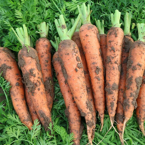 陕西胡萝卜红萝卜