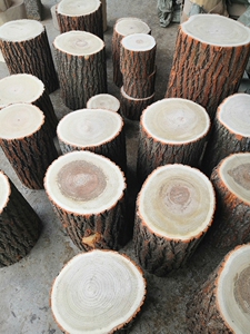 梓木木桩摆件实木树桩树墩根雕墩子坐凳天然木墩原木木桩树墩子