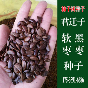 软枣种子 君迁子种子 黑枣种子 新采野生柿子树种子 柿子树种籽