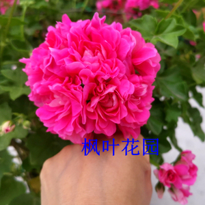 粉红地图 天竺葵花苗 多花花卉 阳台盆栽植物 带营养钵 枫叶花园