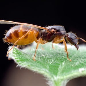 施王蚁馆 黑斑土耳其弓背蚁 2021年新后 群落 活体宠物蚂蚁