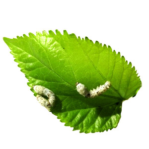 蚕宝宝活体幼虫活物春蚕儿童学生养蚕套装小蚕1龄234龄送新鲜桑叶