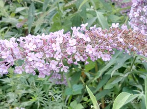 醉鱼草 闹鱼草 闭鱼花 鱼尾草 痒见消 铁线尾 醉鱼草苗