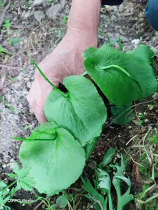 一枝箭 阔叶一枝箭 瓶耳小草 青藤 一支箭苗