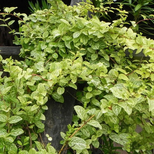 金银花 斑叶金脉忍冬盆栽苗 薄荷脆 可食用花卉 庭院阳台净化空气