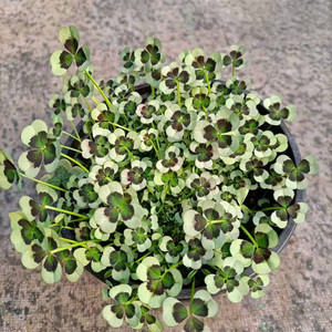 三叶草盆栽幸运草室内外四季阳台庭院常青植物耐寒耐热好养包邮