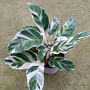 荷兰进口白油画竹芋植物fusion white北欧风网红ins稀有绿植盆栽