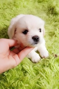 中华拉布拉多串串田园犬家养幼犬幼崽小狗金毛杂交土狗长短毛活体
