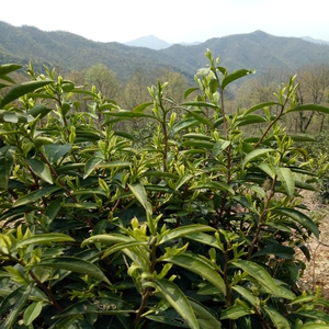 安徽东至马坑毛峰 云尖绿茶野生茶2022年新茶雨前春茶400克礼盒装