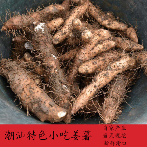 自家种植当天现挖正宗潮汕特产姜茨姜薯新鲜清甜爽口特色小吃甜汤