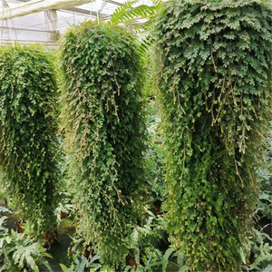 变色龙草翠云草