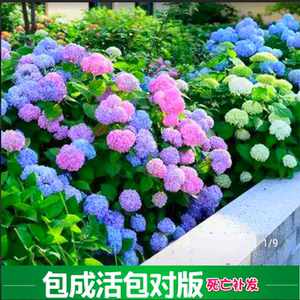 手绣球