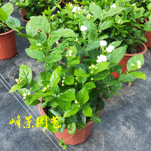 虎头双色紫茉莉盆栽苗带花苞四季浓香型重瓣植物室内阳台庭院包邮