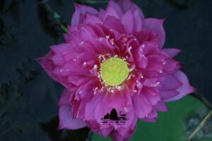 60mikeunicornyu淘宝紫红蓬蓬 中大型耐寒睡莲花卉 水莲花根块根茎