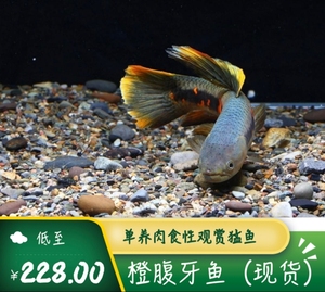 橙腹牙鱼活体七彩牙鱼南美奥黑牙鱼枯木牙鱼加拉辛肉食性猛鱼