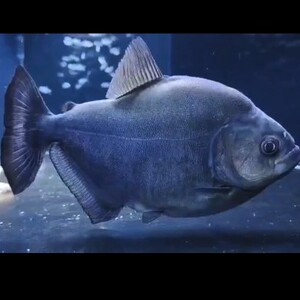 秘鲁黑食 钻黑 普黑 黄钻 辛古水虎武士胭脂黑斑南美加拉辛凶猛鱼