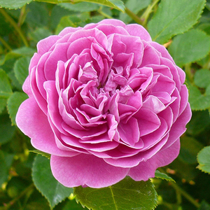 《北京王露月季》欧月-忧郁男孩(1-4年钎插苗)28元-55元