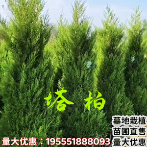 柏树苗塔柏松柏侧柏刺柏扁柏黄金柏龙柏小松树绿化四季常青