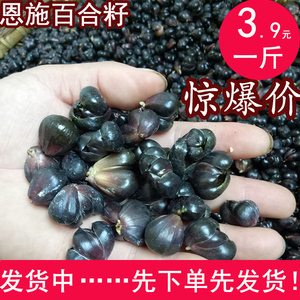2021年新鲜百合籽无硫功效百合子煲汤煮粥食用百合花子种球可种植