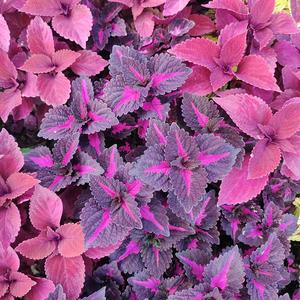 彩叶草花卉植物盆栽紫色五彩苏变色四季观叶花苗七彩趣味庭院阳台