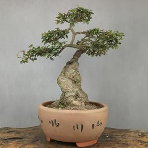 小叶榆树盆景植物老桩花皮榔榆树疙瘩桩室内办公客厅四季常青绿植