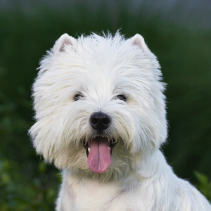 西高地白梗幼犬活物狗狗纯种犬血统白色小狗小型犬不咬人的宠物狗
