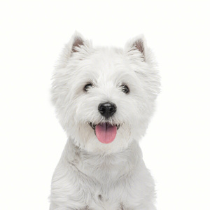 西高地白梗幼犬活物白色小狗犬舍纯种血统的小型犬不咬人的宠物狗