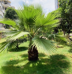 棕榈树植物庭院大型