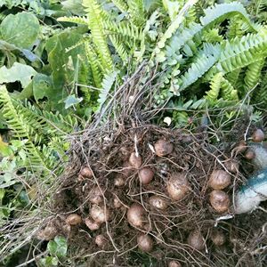 石黄皮肾蕨果云南中草药凤凰蛋蜈蚣草圆羊齿蛇蛋马骝卵煲汤新鲜野