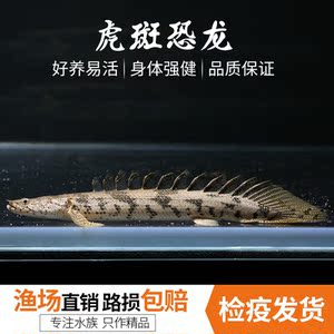 【虎斑恐龙鱼】虎斑恐龙鱼品牌,价格 - 阿里巴巴
