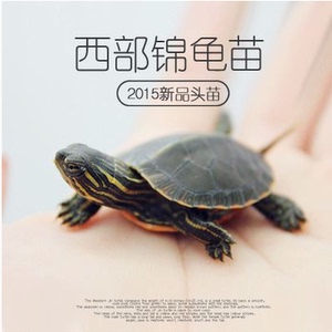 2017西部锦龟苗活体西锦龟东锦龟火焰龟深水龟草龟全品观赏龟