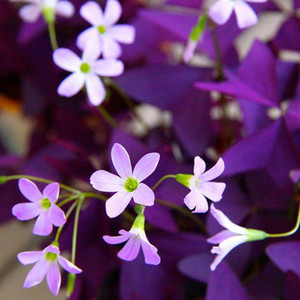 紫色幸运草盆栽紫蝴蝶三叶草紫阳台花卉盆栽好养植物