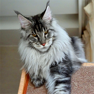 缅因猫幼猫巨型