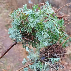 新鲜茵陈白蒿绵茵陈时令菜现挖现发食用茵陈蒿多年生庭院阳台盆栽