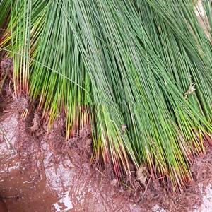 纯野生灯芯草绿植盆栽水葱龙须草盆景清火利尿助睡眠带泥发货包邮