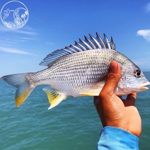 000人付款淘宝2斤装野生黄翅鱼新鲜黄鲷鱼鲜活黄脚