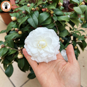 名贵稀有白色山茶花带花苞庭院花卉盆栽绿植物树苗室内客厅好养