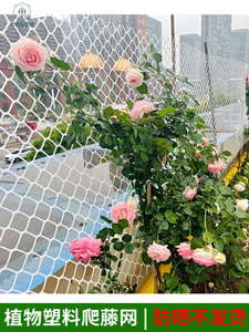 花架爬藤网蔷薇网塑料白色网架藤蔓植物月季墙面攀爬支架室内牵引