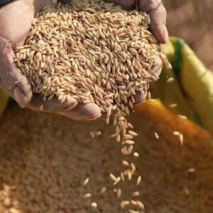 50斤带壳稻谷东北水稻稻谷粮食喂鸡鸭鹅鸽鸟宠物饲料10斤20斤