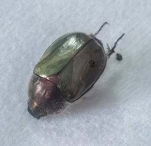 艺触阁 苹毛丽金龟标本 昆虫工艺 博展装饰品 吉林吉林产地