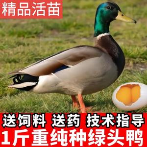 纯种绿头鸭苗一斤青头鸭活苗绿壳蛋鸭活体脱温小鸭活苗母鸭蛋鸭苗