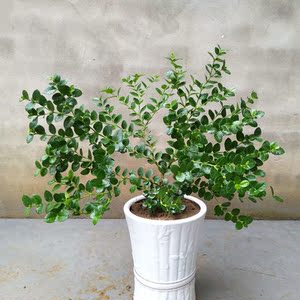 铁茉莉 水晶茉莉 品种对版 小苗 大苗 居家室内花卉盆栽绿植 包邮