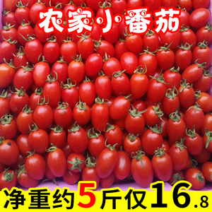 福建应季农家新鲜小番茄红柿子圣女果孕妇水果酸甜小西红柿非千禧