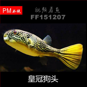 皇冠狗头活体观赏鱼网红气泡鱼毛毛狗头淡水河豚鱼斑马狗头大型鱼