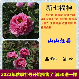 山山牡丹菏泽洛阳花苗【新七福神】花径20*7cm 生长势强 保对版