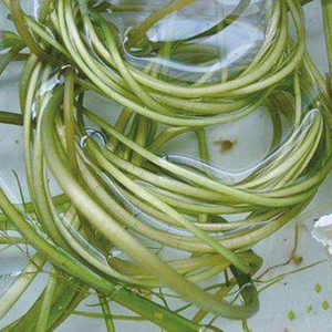 水性杨花 云南野菜大理特产洱海海菜海白菜特色蔬菜1000g顺丰包邮