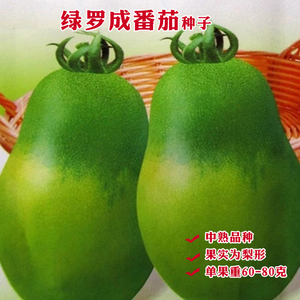 罗成番茄东北绿柿子种子贼不偷春夏秋冬四季阳台盆栽蔬菜种孑包邮