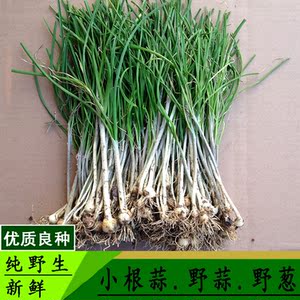 00 1人付款  淘宝 蔬菜种子小根蒜种子野小蒜野葱山蒜种子野生保健